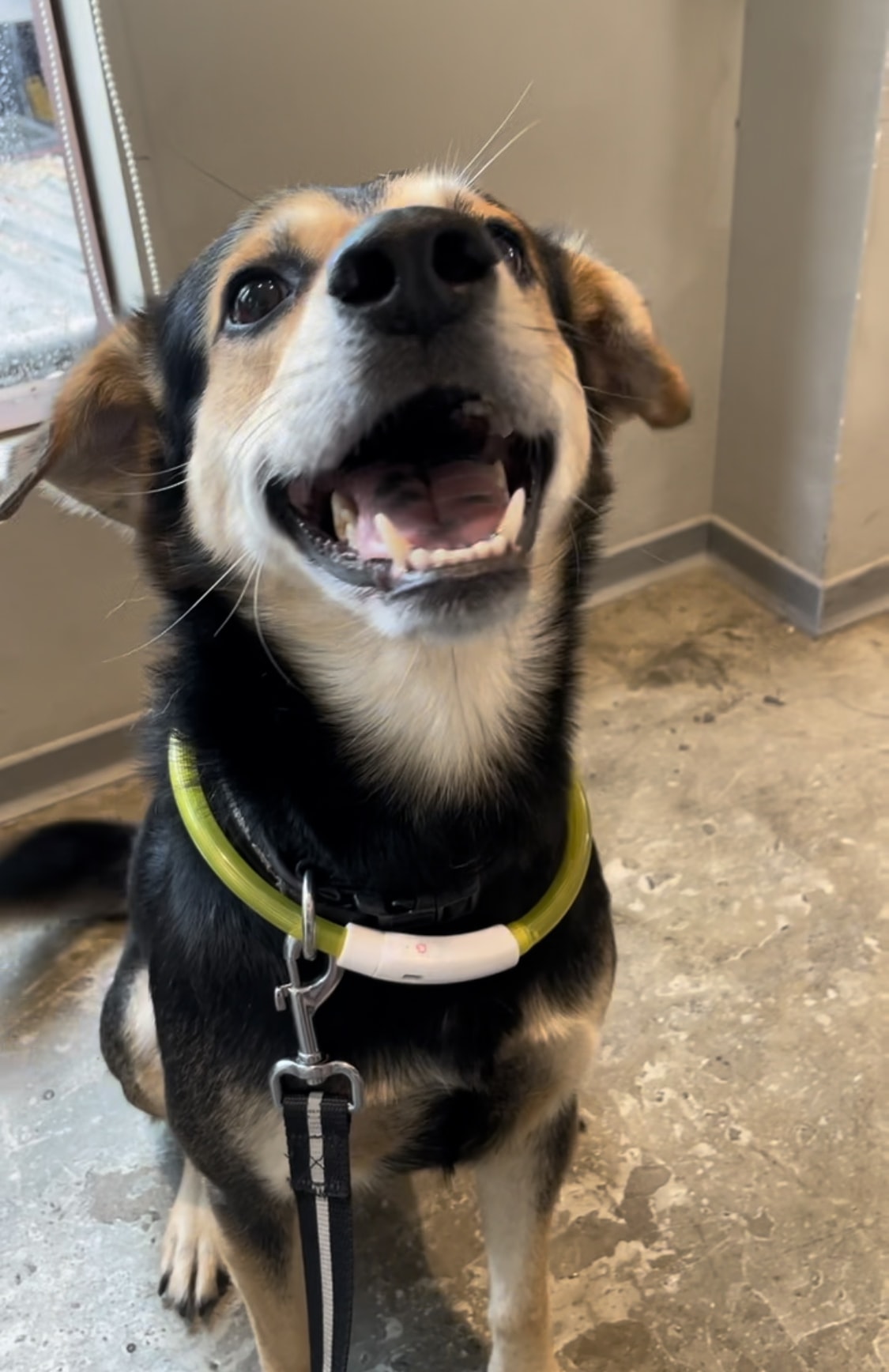 寵物油畫訂製 │ 狗狗米克斯-Rax - 第3張圖 寵物油畫訂製 │ 狗狗米克斯-Rax