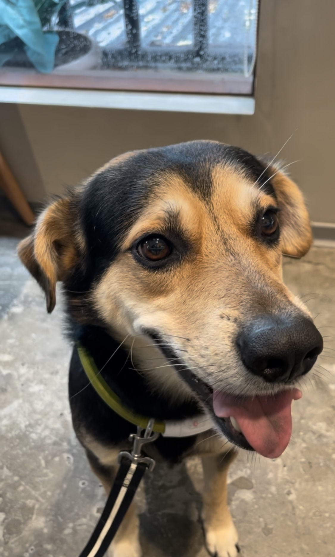 寵物油畫訂製 │ 狗狗米克斯-Rax