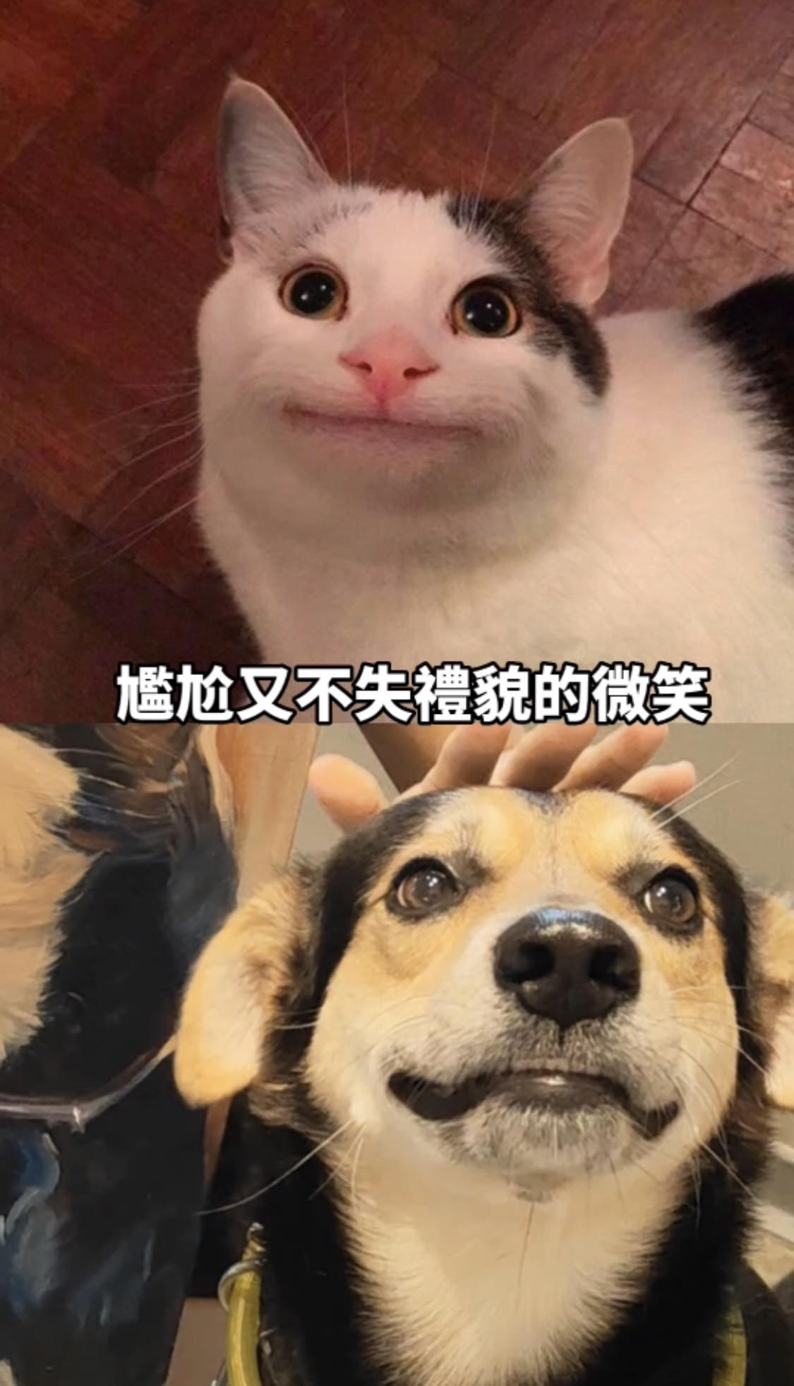 寵物油畫訂製 │ 狗狗米克斯-Rax - 第5張圖 寵物油畫訂製 │ 狗狗米克斯-Rax